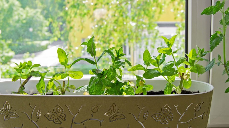 Potted peppermint on windowsill