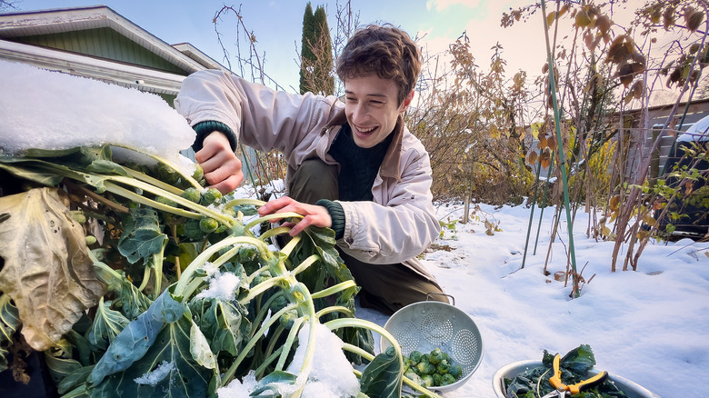 person harvesting collards