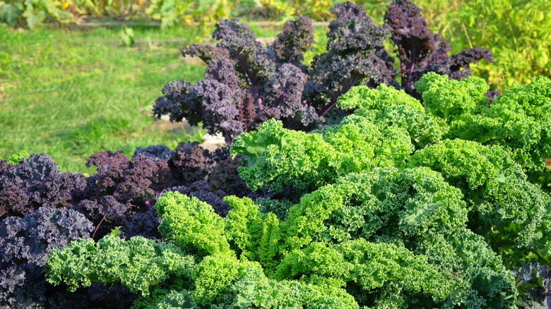 purple and green kale