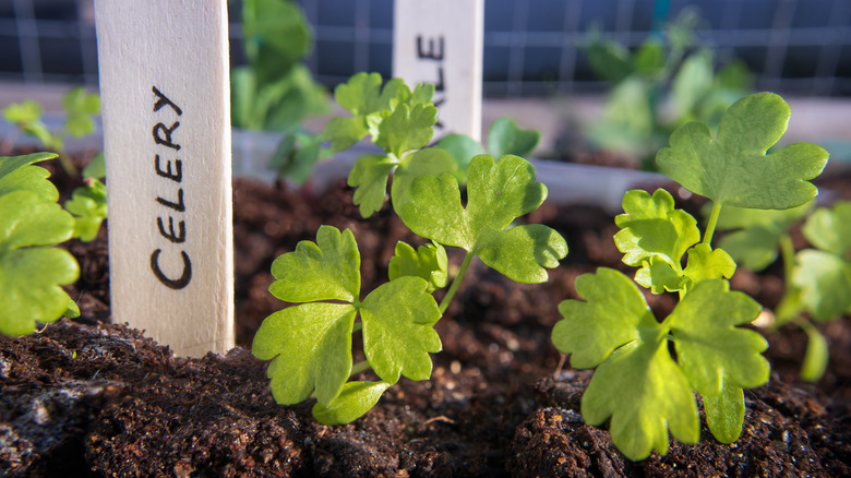 Close-up of celery seedlings