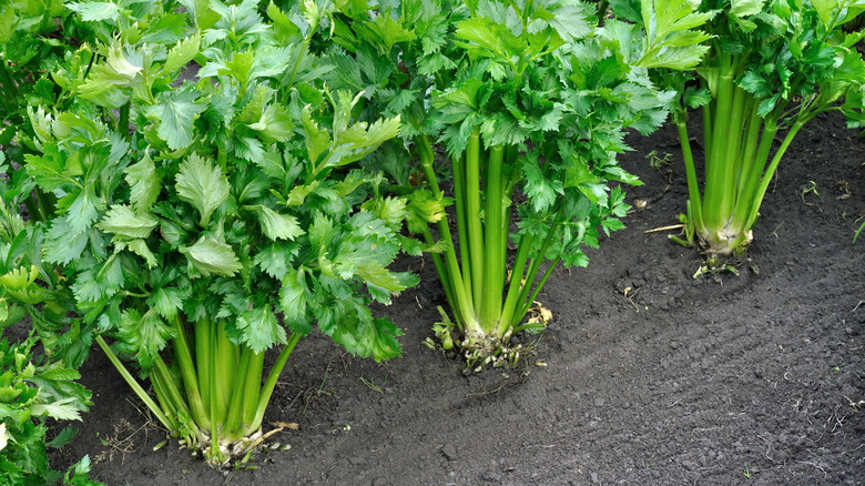 Celery in a garden