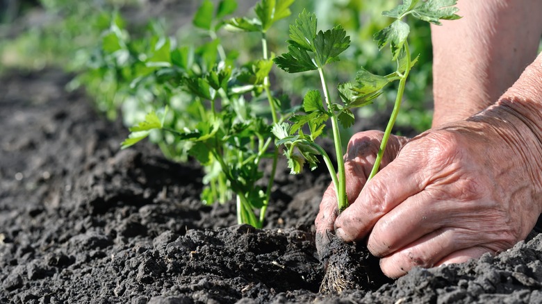 Gardener transplanting celery