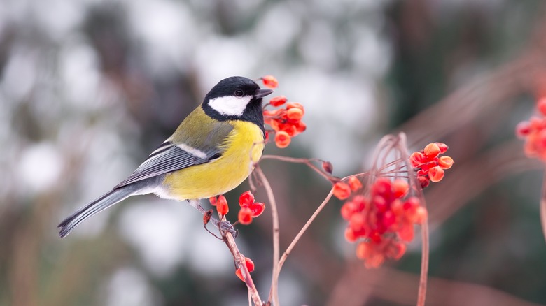 Bird with guelder rose berries