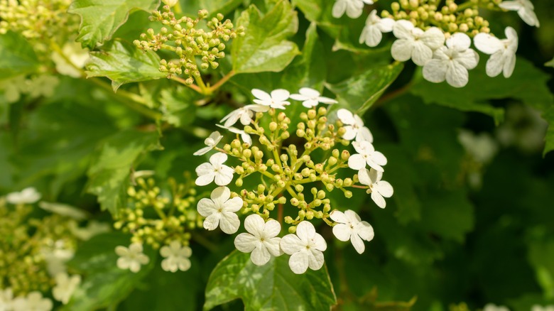 Close view of guelder rose