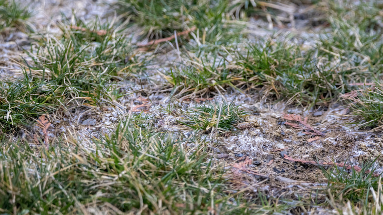 A close up of a lawn with damage from snow