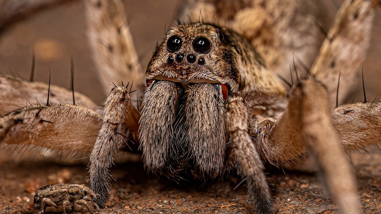 Close-up of a wolf spider