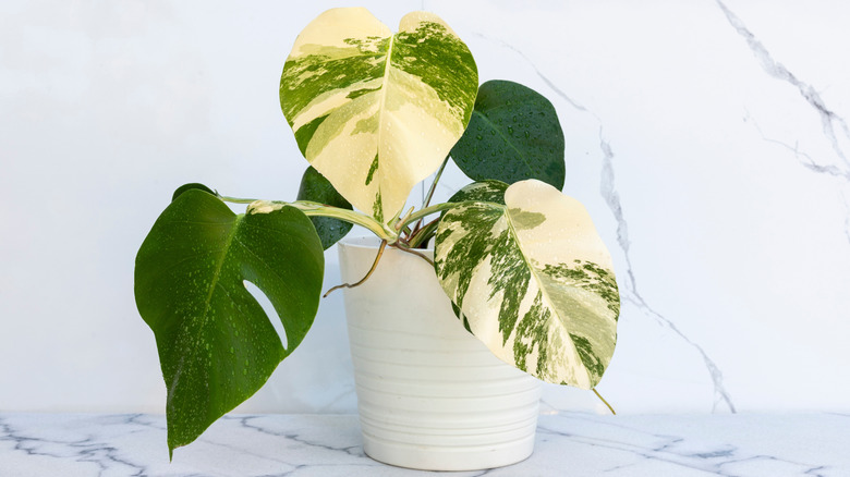 A swiss cheese plant with green and white leaves is potted in a white planter resting on a marble backdrop