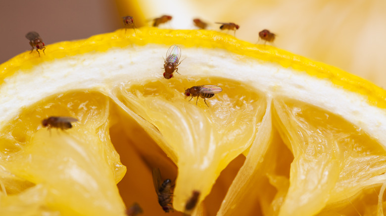 fruit flies on citrus slice