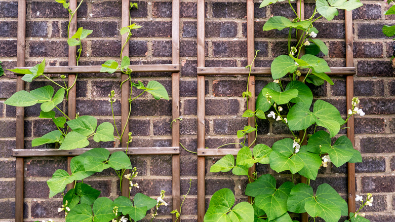 vines climbing wooden trellis