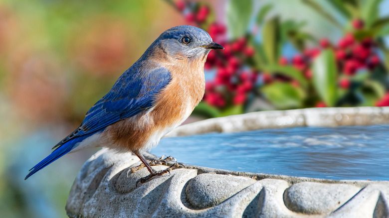 blue bird sitting on birdbath