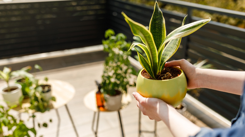 person holding potted plant