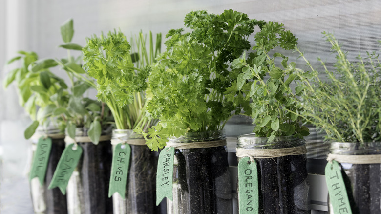 Herbs growing in mason jar