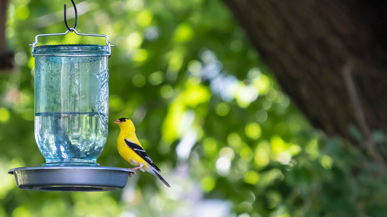 Bird feeder made from mason jar