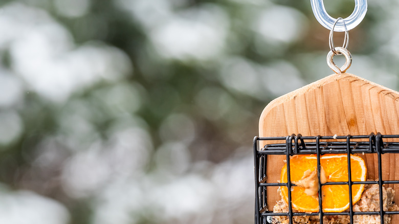 hanging bird feeder with orange