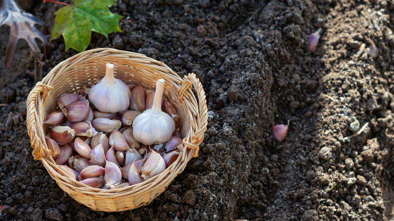 A basket of garlic cloves and heads in the garden with seed garlic in the ground