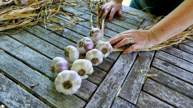 Softneck garlic being braided for storage