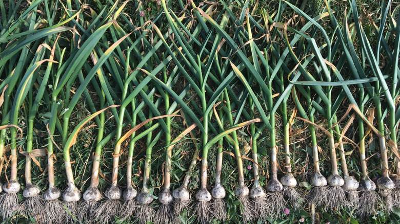 Recently harvested hardneck garlic on the ground