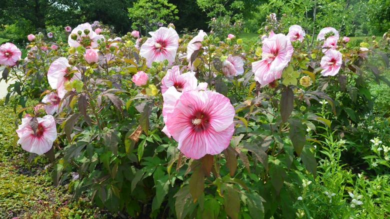 Hardy hibiscus in a garden