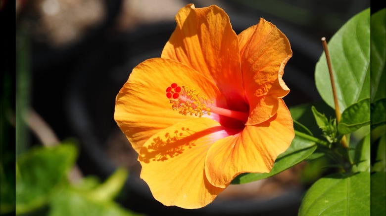 Yellow tropical hibiscus flower