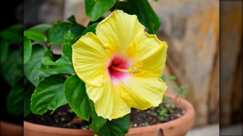 Hibiscus in a planter