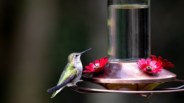 Hummingbird at feeder