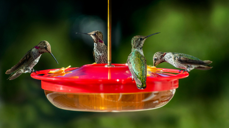 Several hummingbirds on feeder