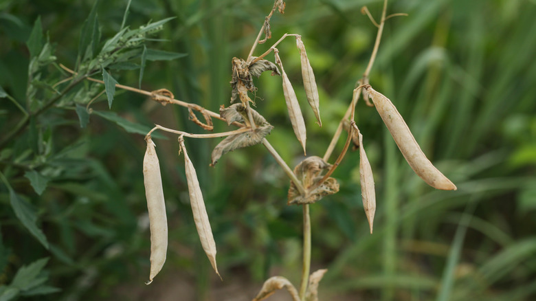 Bean pods drying on vine