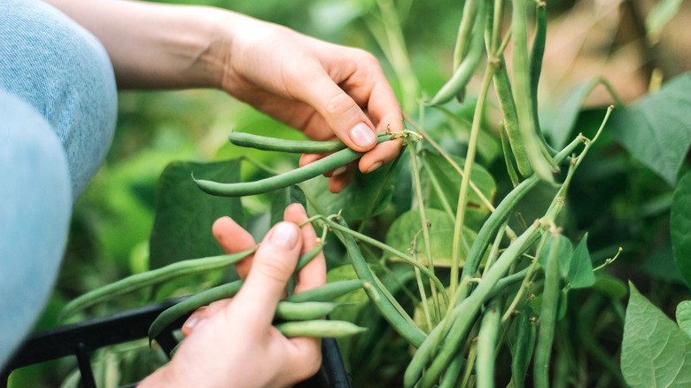 hand picking green beans