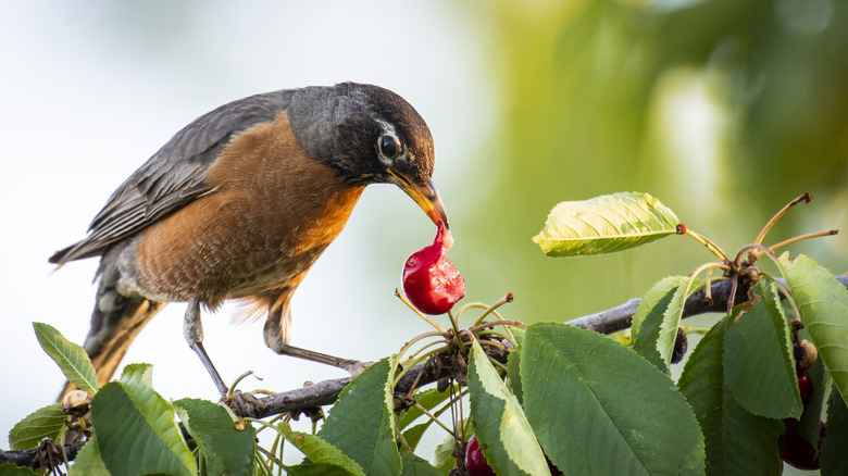 Robin eating a cherry from a tree