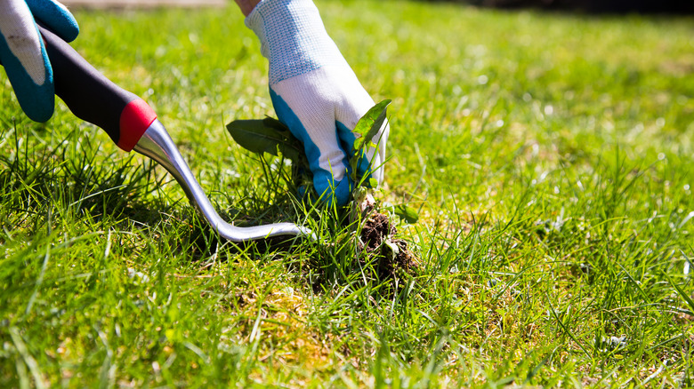 hand removing weed on lawn