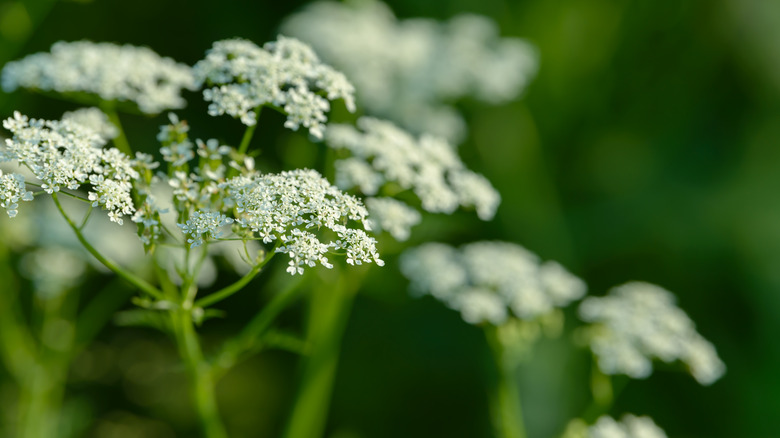 Anise plant