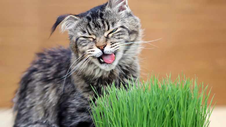 Cat enjoying catnip