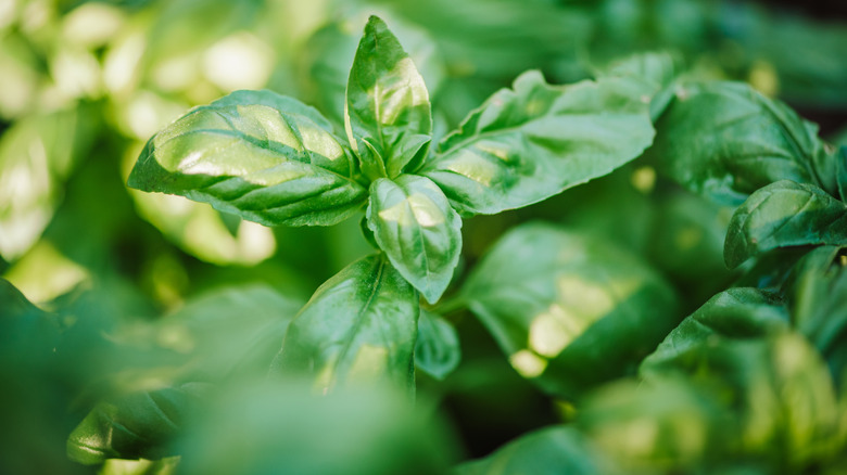 Close-up of basil leaves