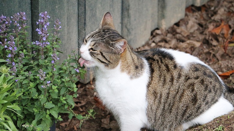 A cat eating catnip outdoors