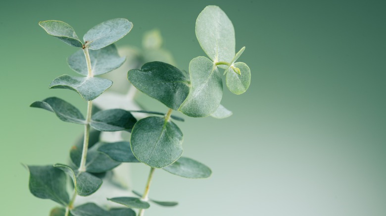 Close-up of eucalyptus branches