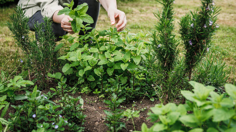 Woman picking out lemon balm leaves from a garden