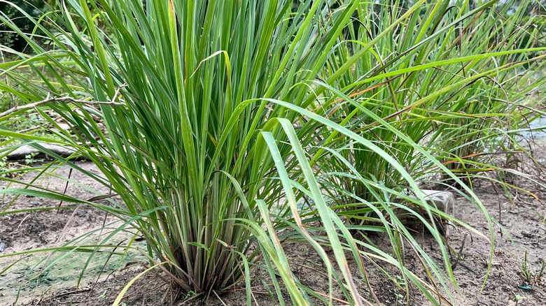 Lemongrass growing in ground