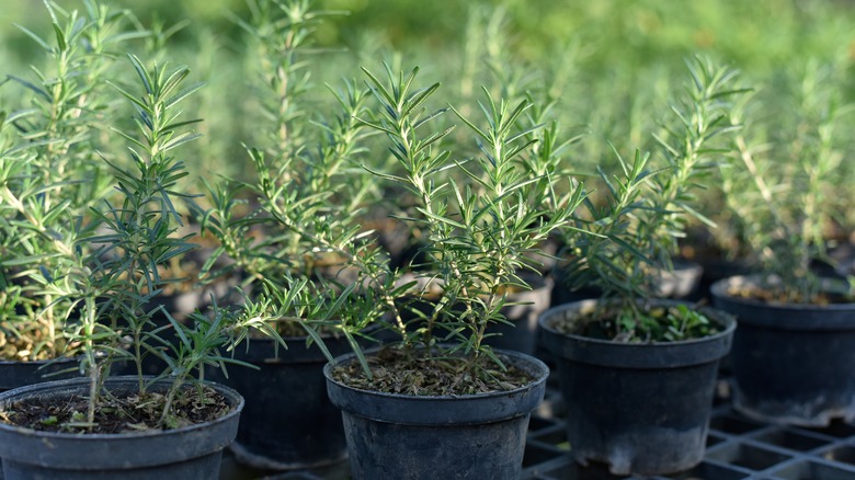 Several pots of rosemary plants