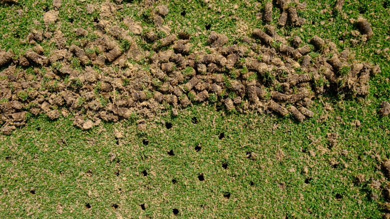 Soil plugs from lawn aeration