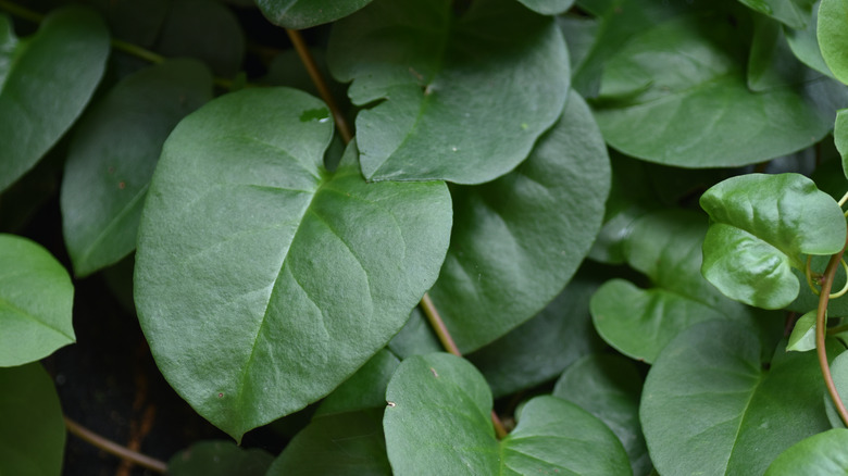 Heartleaf philodendron vine cluster