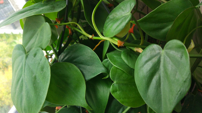 Heartleaf philodendron close-up