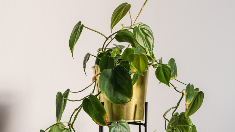 Heartleaf philodendron in gold pot