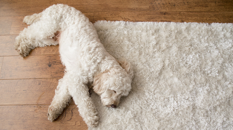 White dog lying on white fluffy rug on wood floor