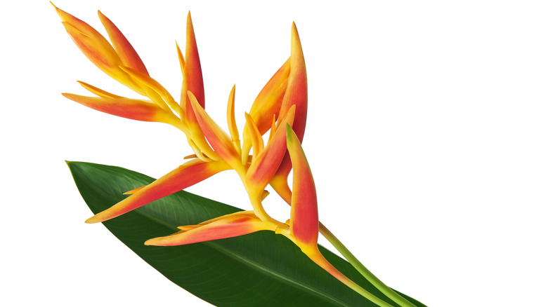 Heliconia golden torch