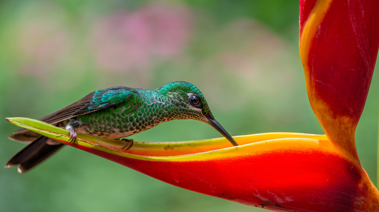 Hummingbird sipping nectar from heliconia