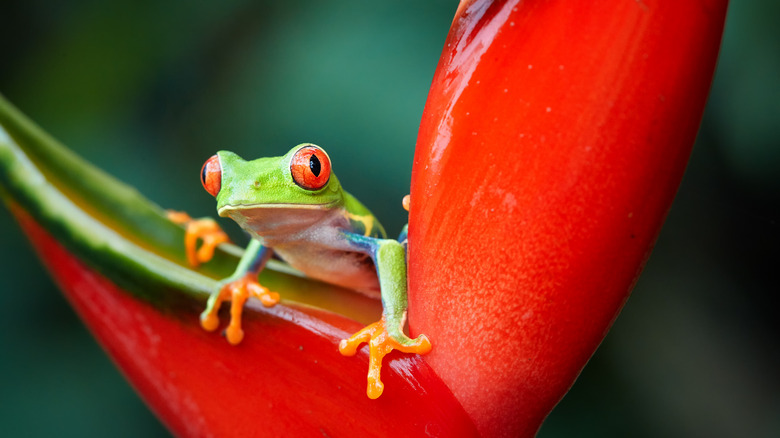 Green frog on a red red heliconia flower