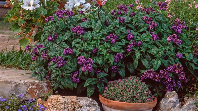 Heliotrope plant in garden