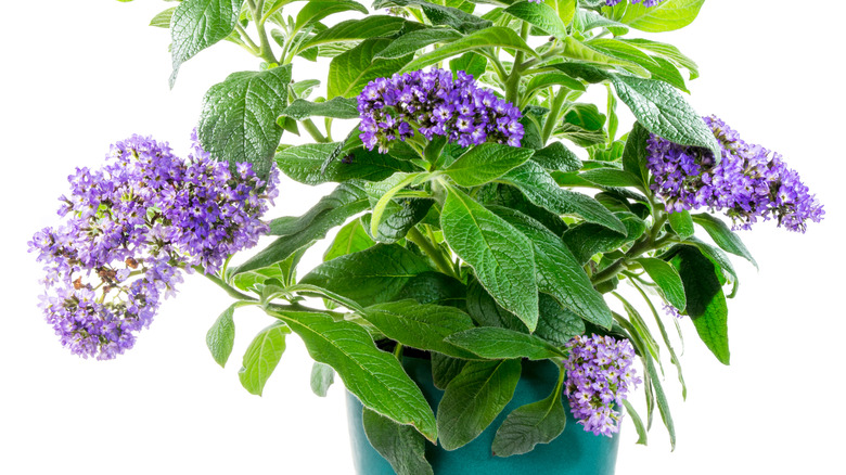 Heliotrope in pot