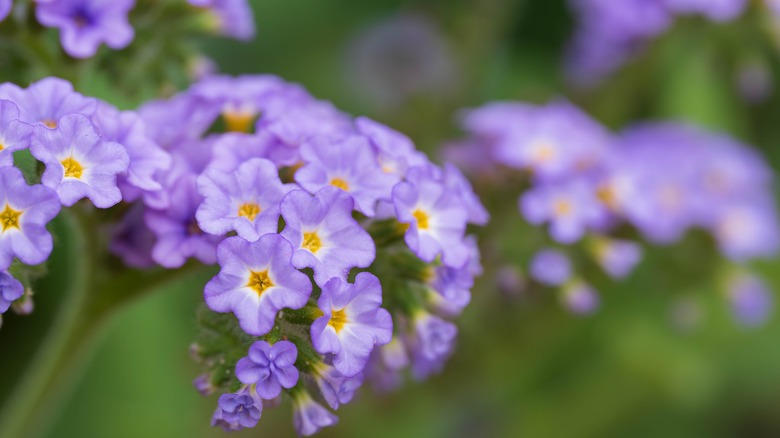 purple clasping heliotrope flowers