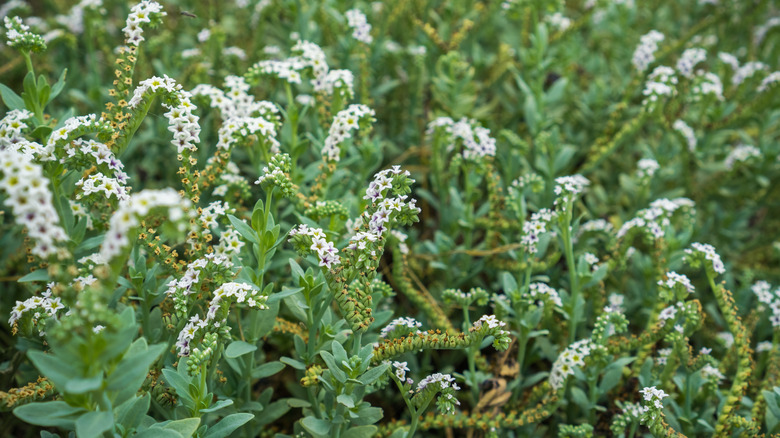 seaside heliotrope